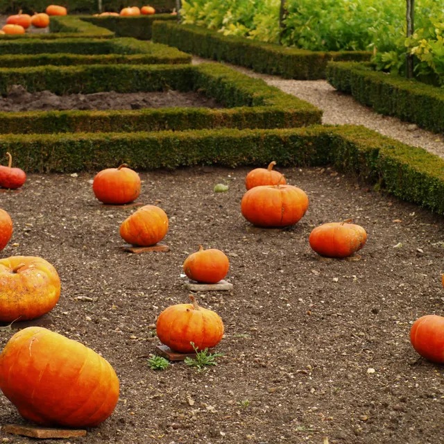 Pumpkins ripening in the Villandry kitchen garden